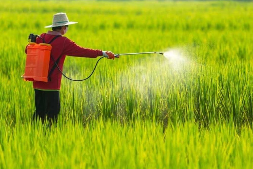 Bà Rịa Vũng Tàu - Tăng cường quản lý, kiểm soát hoạt động sử dụng thuốc trừ sâu, phân bón