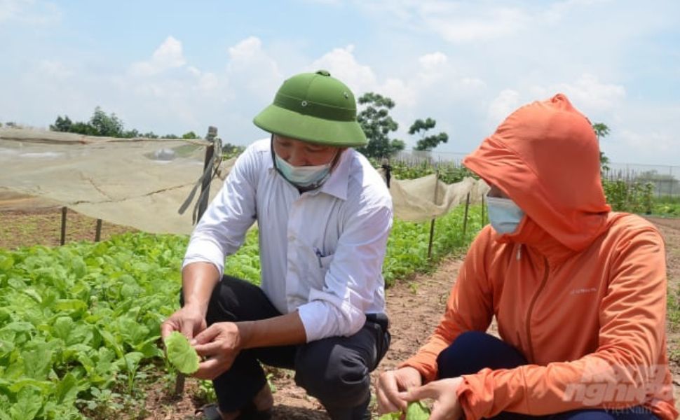 Hà Nội siết chặt quản lý thuốc bảo vệ thực vật