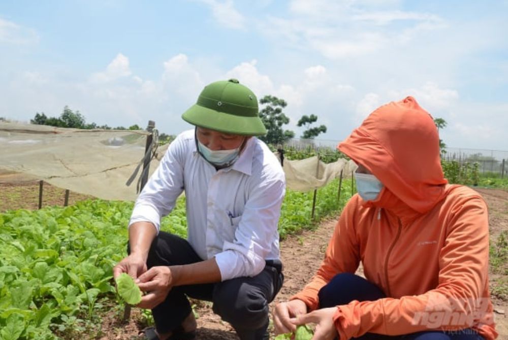 Hà Nội: Siết chặt quản lý thuốc bảo vệ thực vật, phân bón