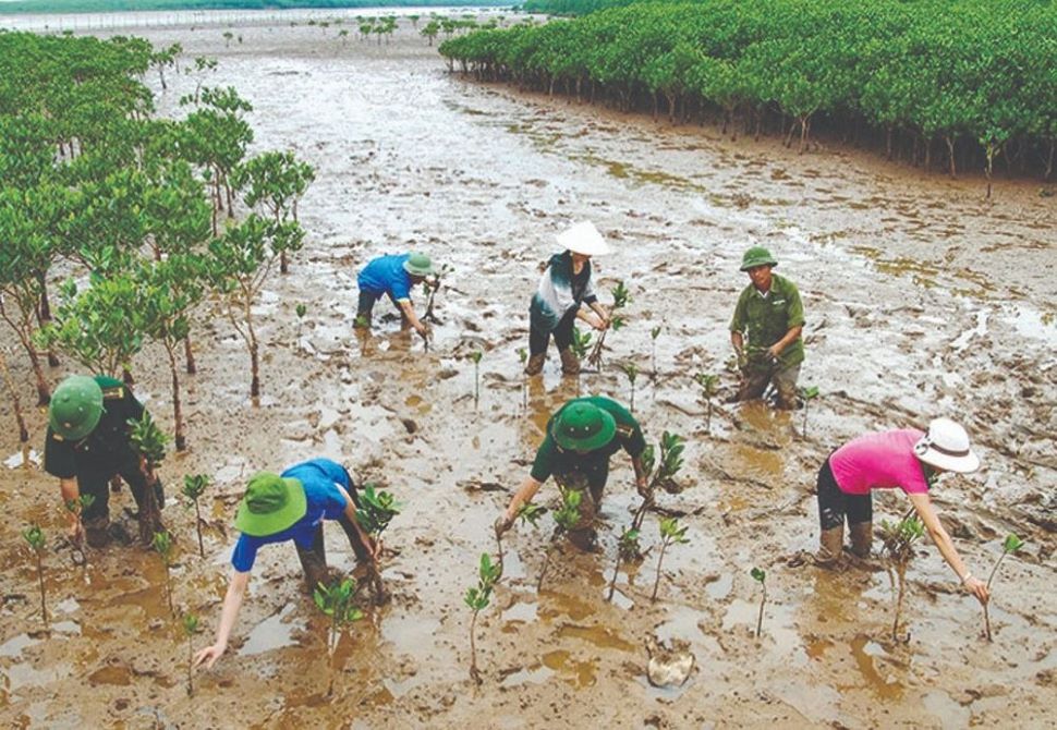 Rừng ngập mặn hấp thụ các-bon nhiều gấp 4 lần rừng trên đất liền!