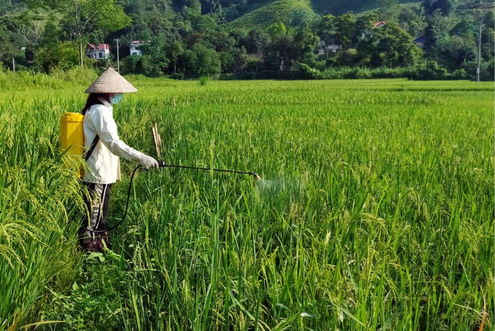 Cần sử dụng thuốc bảo vệ thực vật an toàn, trách nhiệm