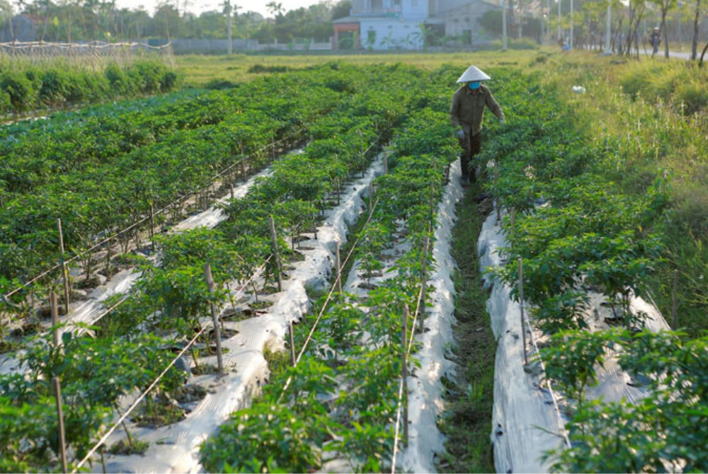 Giảm thiểu chất thải nhựa trong sản xuất nông nghiệp