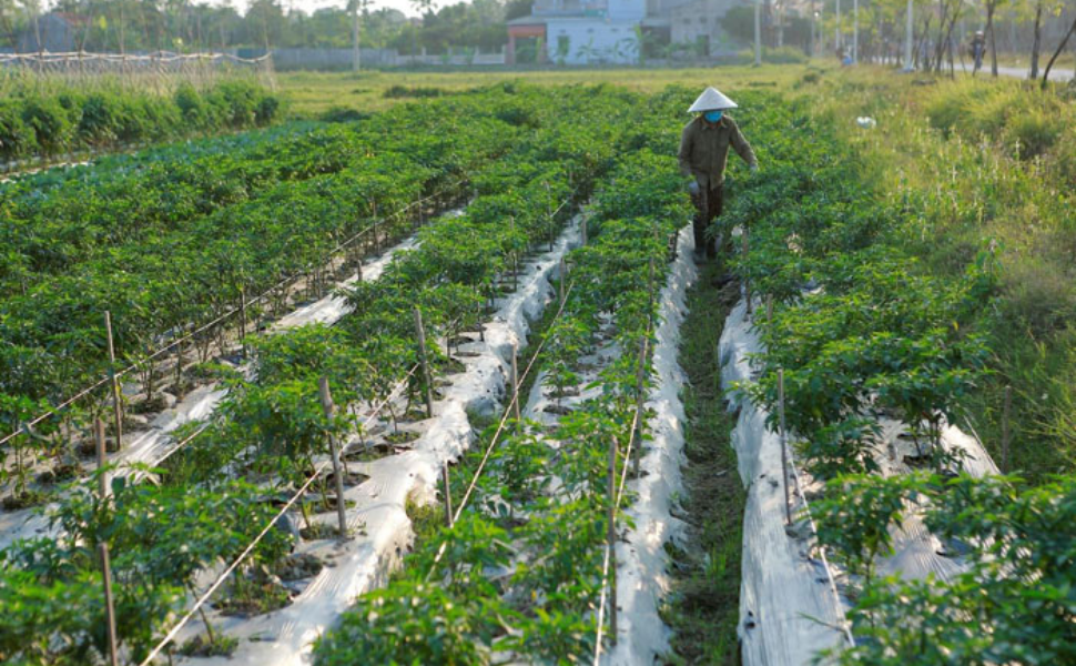 Giảm thiểu chất thải nhựa trong sản xuất nông nghiệp