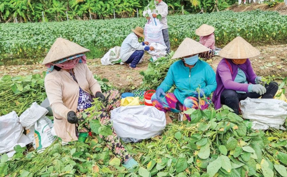 Xây dựng nông thôn mới